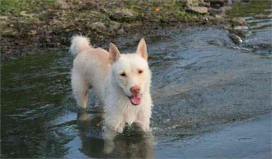 它们本是世界级名犬，却总被当成土狗嫌弃，如今已濒临灭绝