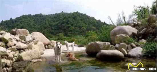 它们本是世界级名犬，却总被当成土狗嫌弃，如今已濒临灭绝