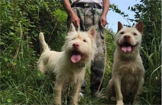 它们本是世界级名犬，却总被当成土狗嫌弃，如今已濒临灭绝