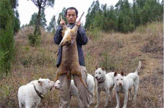 它们本是世界级名犬，却总被当成土狗嫌弃，如今已濒临灭绝