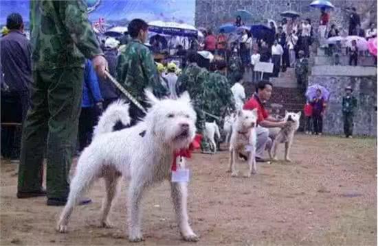 它们本是世界级名犬，却总被当成土狗嫌弃，如今已濒临灭绝
