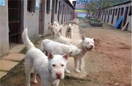 它们本是世界级名犬，却总被当成土狗嫌弃，如今已濒临灭绝