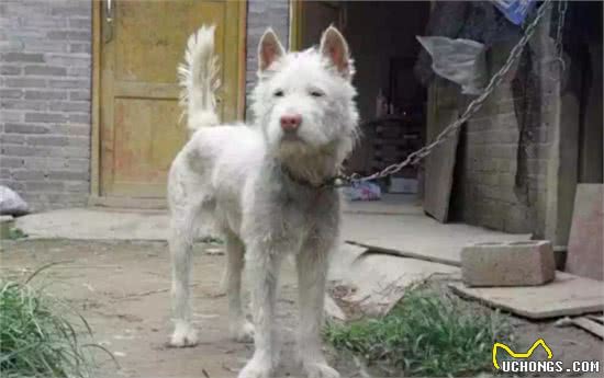 它们本是世界级名犬，却总被当成土狗嫌弃，如今已濒临灭绝