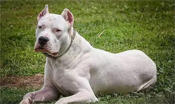 揭秘全球最凶残狗狗：杜高犬、南非獒犬等五大犬种上榜