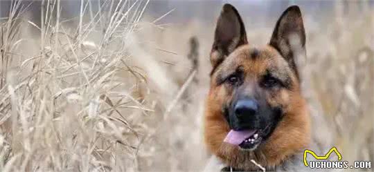 揭秘全球最凶残狗狗：杜高犬、南非獒犬等五大犬种上榜