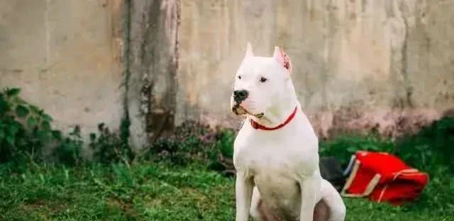 揭秘全球最凶残狗狗：杜高犬、南非獒犬等五大犬种上榜