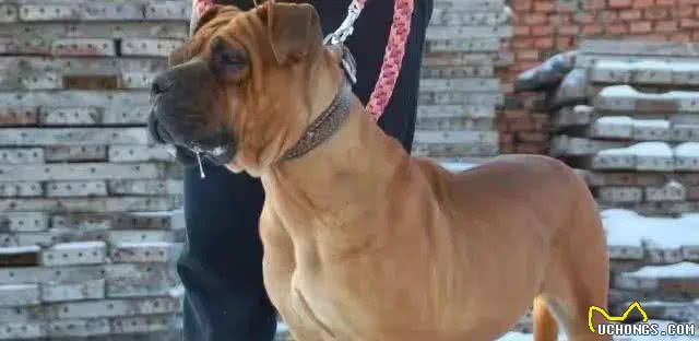 揭秘全球最凶残狗狗：杜高犬、南非獒犬等五大犬种上榜