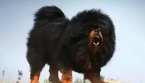 揭秘全球最凶残狗狗：杜高犬、南非獒犬等五大犬种上榜
