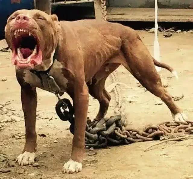 揭秘全球最凶残狗狗：杜高犬、南非獒犬等五大犬种上榜