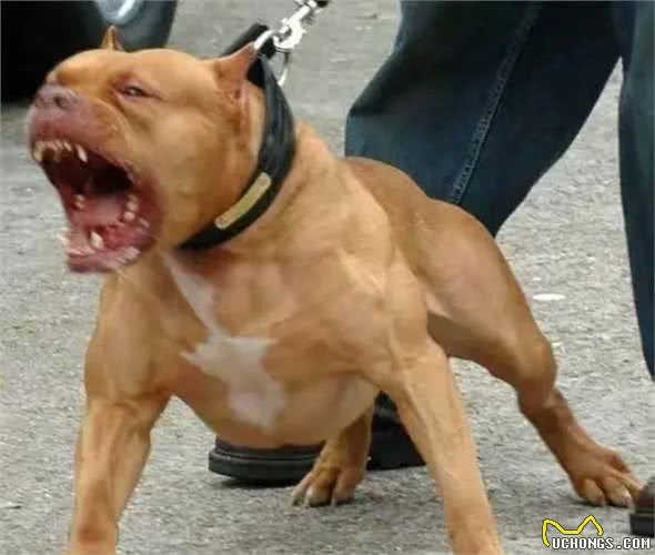 揭秘全球最凶残狗狗：杜高犬、南非獒犬等五大犬种上榜