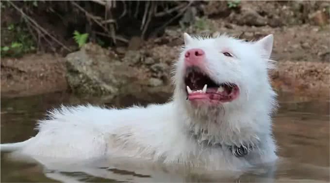 揭秘全球最凶残狗狗：杜高犬、南非獒犬等五大犬种上榜