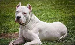 揭秘全球最凶残狗狗：杜高犬、南非獒犬等五大犬种上榜