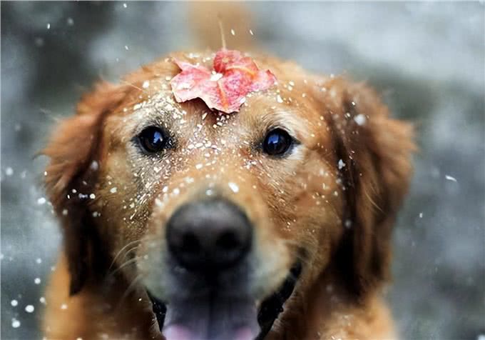 狗狗在度过冬天时，最想让铲屎官知道的6件事!
