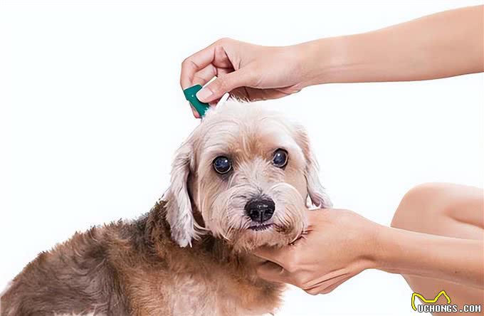 狗狗在度过冬天时，最想让铲屎官知道的6件事!