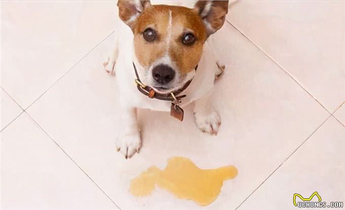 狗狗总上火?这几个降火妙招送给你