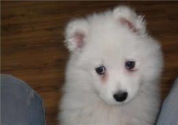 狗狗总上火?这几个降火妙招送给你