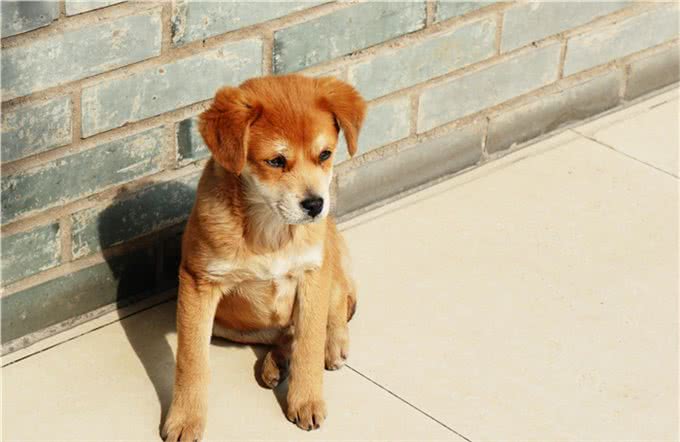 不二往事书:陈录事寺中成狗