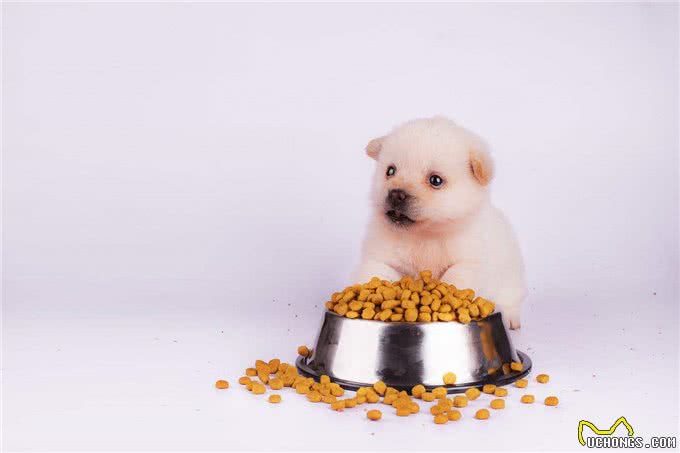 狗狗多大吃干狗粮喂食狗狗的正确做法