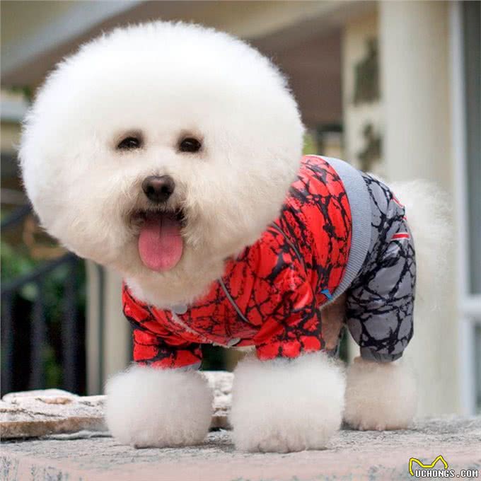 狗狗多大吃干狗粮喂食狗狗的正确做法