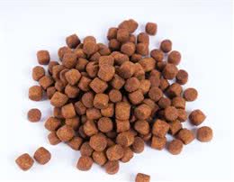 狗狗多大吃干狗粮喂食狗狗的正确做法