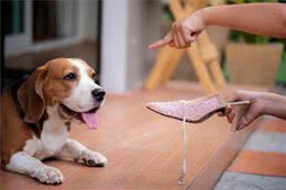 你会大声责备狗狗吗?研究表明，你责备狗狗并不会取得很好的效果