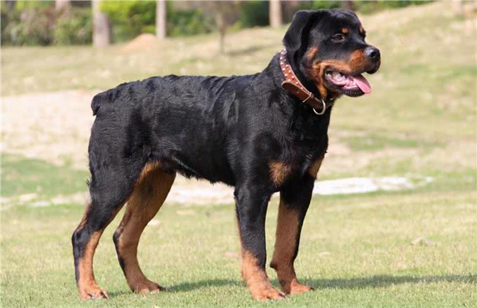 罗威纳这么凶，为何还那么多人说想养呢?