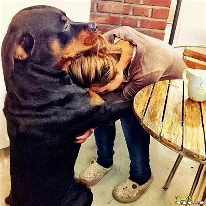 罗威纳这么凶，为何还那么多人说想养呢?