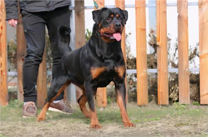 罗威纳这么凶，为何还那么多人说想养呢?