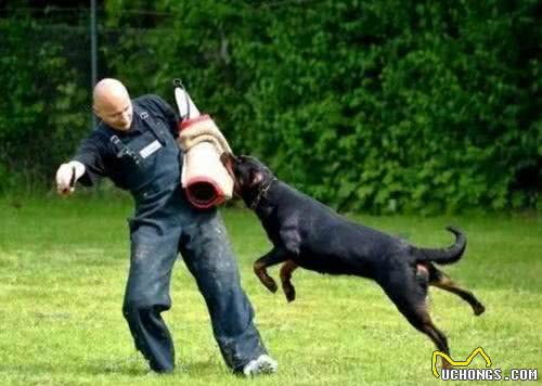 罗威纳这么凶，为何还那么多人说想养呢?