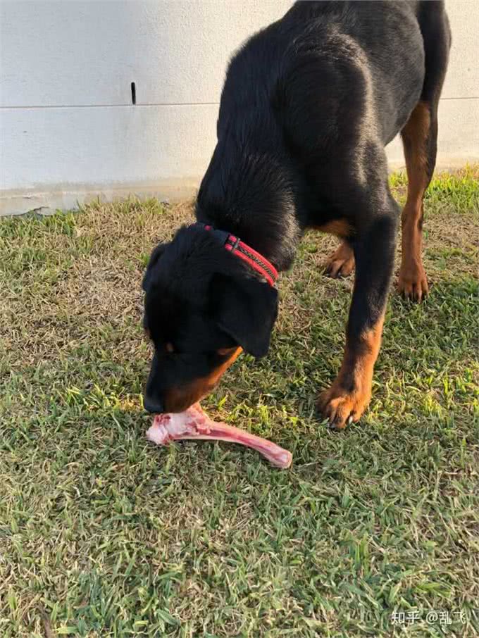 罗威纳这么凶，为何还那么多人说想养呢?