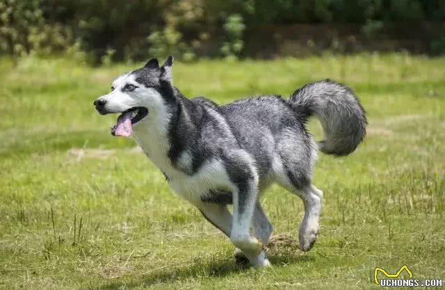 狗的进化史:如何从野狼变为人类最亲密的伙伴?