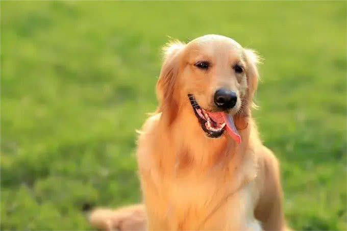 狗的进化史:如何从野狼变为人类最亲密的伙伴?