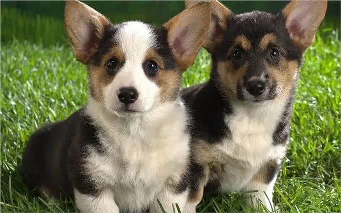 狗的进化史:如何从野狼变为人类最亲密的伙伴?