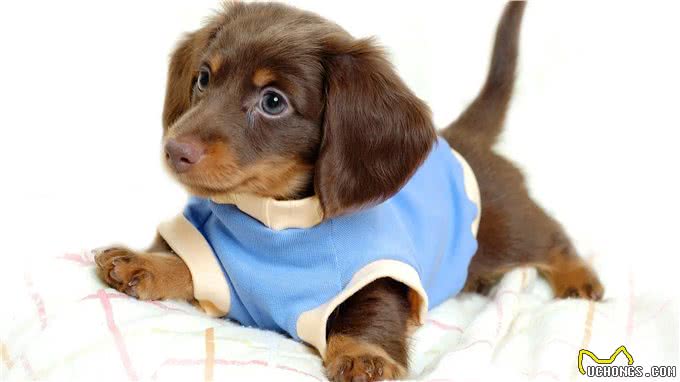 狗的进化史:如何从野狼变为人类最亲密的伙伴?