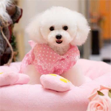 给狗狗穿衣服你一定要做这些，不然宝宝会不高兴的