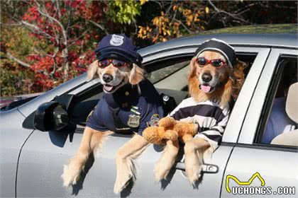 给狗狗穿衣服你一定要做这些，不然宝宝会不高兴的