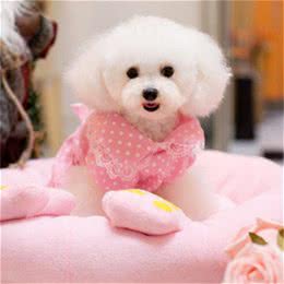 给狗狗穿衣服你一定要做这些，不然宝宝会不高兴的