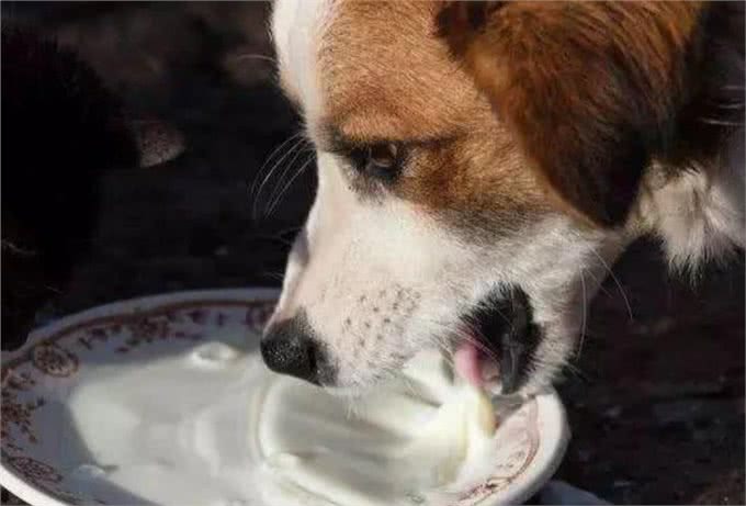 幼犬时期的狗狗，最可爱的阶段也是最折磨铲屎官的阶段