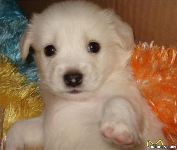 幼犬时期的狗狗，最可爱的阶段也是最折磨铲屎官的阶段