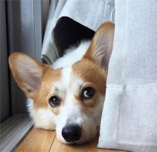 幼犬时期的狗狗，最可爱的阶段也是最折磨铲屎官的阶段