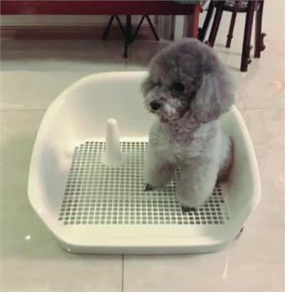 幼犬时期的狗狗，最可爱的阶段也是最折磨铲屎官的阶段