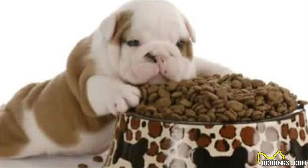 幼犬时期的狗狗，最可爱的阶段也是最折磨铲屎官的阶段