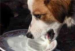 幼犬时期的狗狗，最可爱的阶段也是最折磨铲屎官的阶段