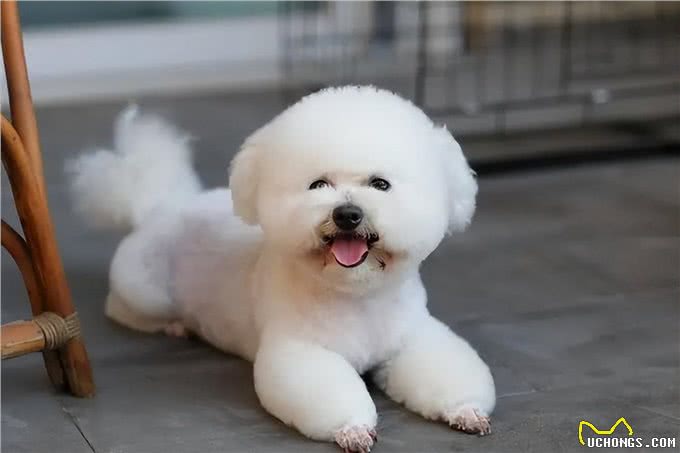 比熊犬:它和泰迪到底是什么关系,它的来历又是什么呢