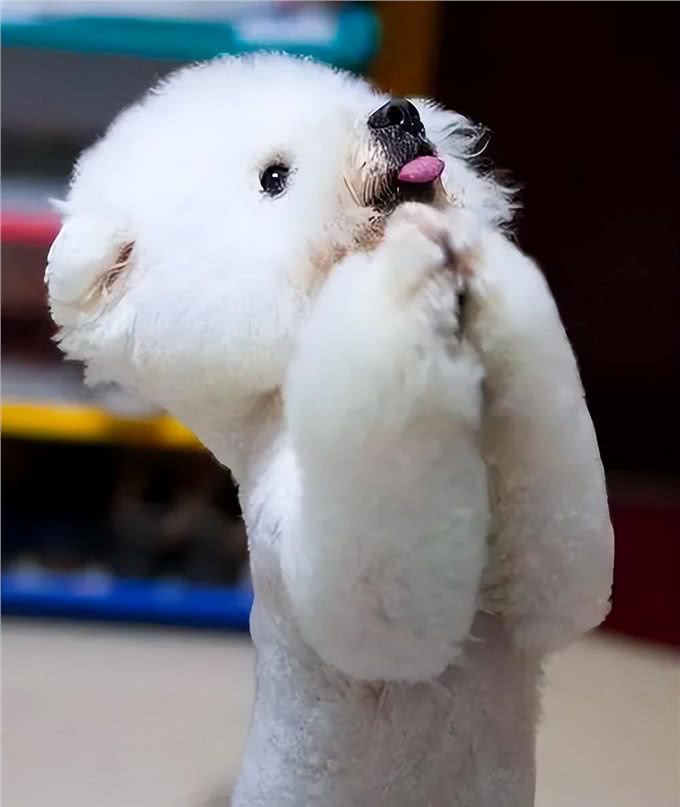 比熊犬:它和泰迪到底是什么关系,它的来历又是什么呢