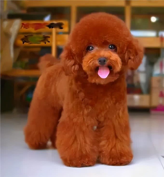 比熊犬:它和泰迪到底是什么关系,它的来历又是什么呢