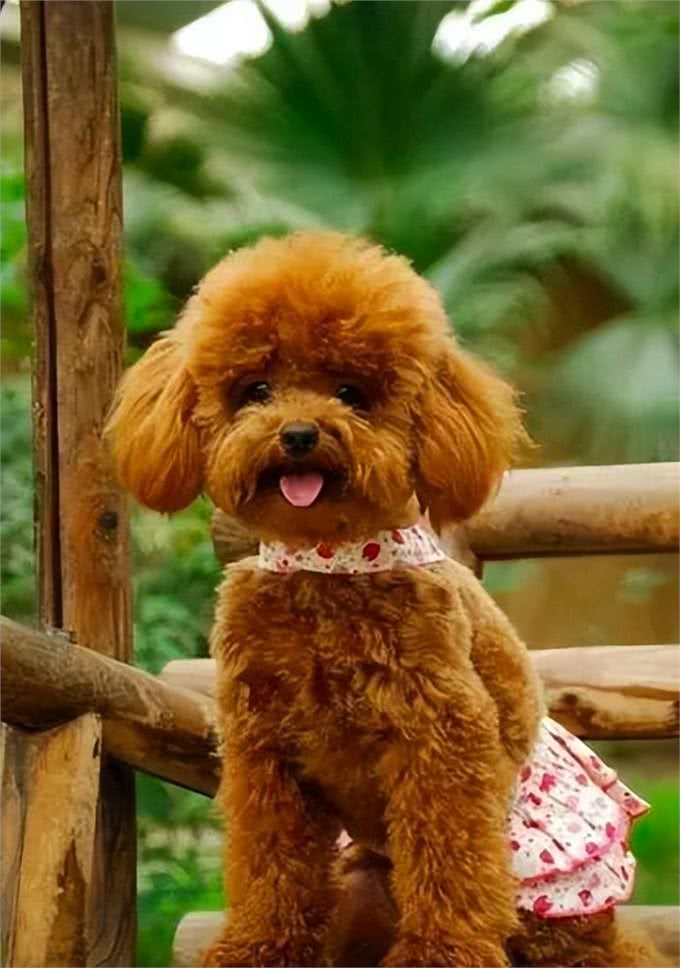 比熊犬:它和泰迪到底是什么关系,它的来历又是什么呢