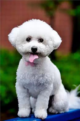 比熊犬：它和泰迪到底是什么关系，它的来历又是什么呢