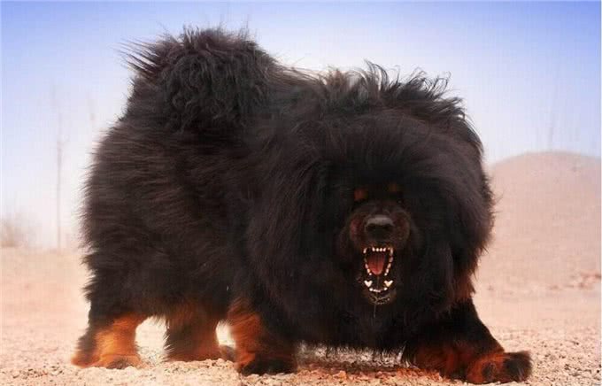 各个身价不菲盘点世界上最贵的几种狗狗