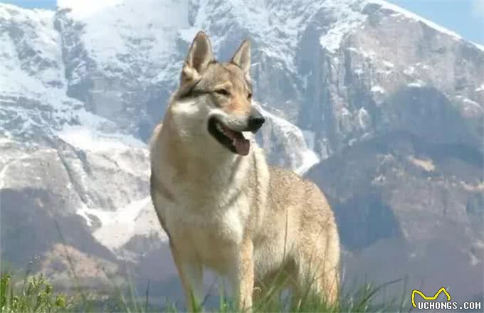 各个身价不菲盘点世界上最贵的几种狗狗